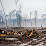 Consecuencias  de la deforestación